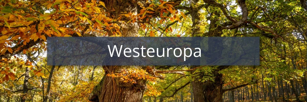 Ein Wald mit herbstlichen Laubbäumen.