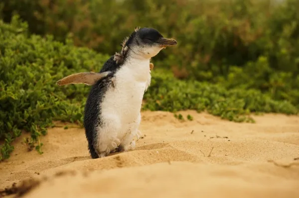 Zwergpinguin Zwergpinguin am Strand von Phllips Island hat seine Flügel ausgebreitet.