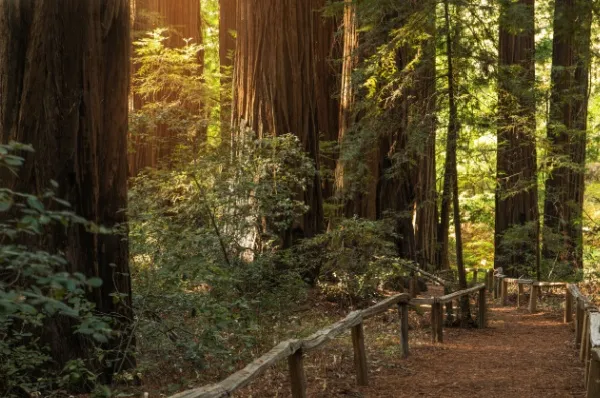 Eureka Redwood-Wald Die großen Redwood-Bäume spenden Schatten im Wald.