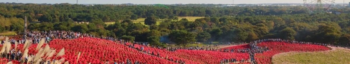 Rotes Blütenmeer entlang eines Hügels in Hitachinaka.