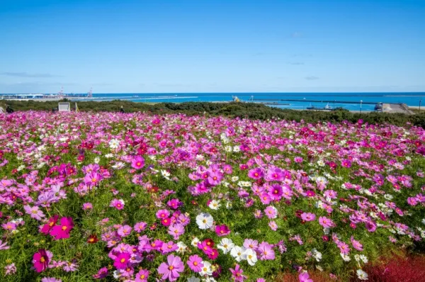 Pinke und rosane Blüten blühen auf einem Hügel in Hitachinaka, im Hintergrund das Meer.