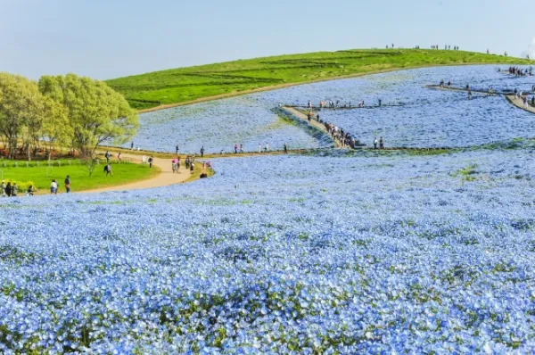 Blaues Blütenmeer aus Nemophila mit grünen Hügeln im Hintergrund im Seaside Park in Hitachinaka.