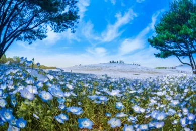 Blaues Blütenmeer aus Nemophila-Blüten in einem Park in Hitachinaka.