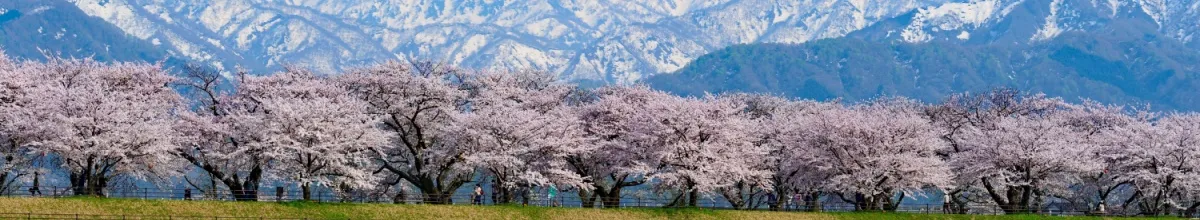 Blühende Kirschbäume in Toyama vor einem Bergpanorama.
