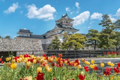 Toyama Castle mit blühenden Tulpen im Vordergrund.