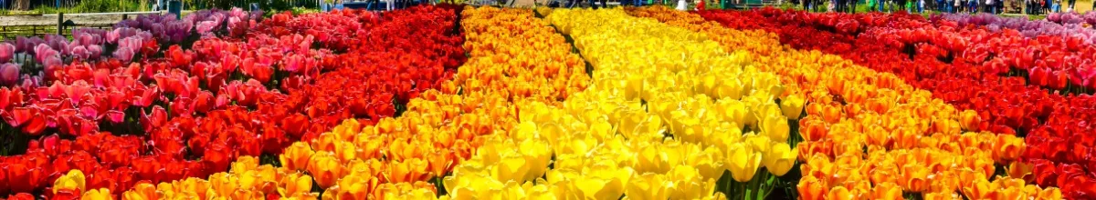 Frühling-Kreuzfahrten entdecken Bunte Tulpen als Symbol für den Frühling.