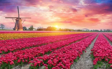 Blick auf die Tulpenblüte in den Niederlanden im Frühling.