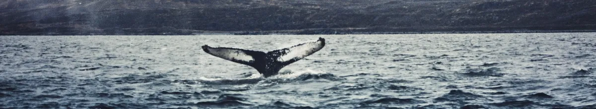 Ein Wal im Meer Ein Wal taucht gerade in das eiskalte Wasser ein: Bei einer Reise in der historischen 1896 Kabine von HX können Sie solche Naturspektakel im besonderen Charme erleben.