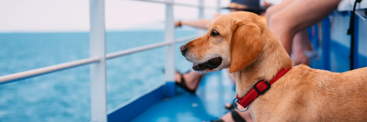 Ein Hund mit rotem Halsband schaut an der Reling eines 1A Vista Schiffes auf das Wasser – Flusskreuzfahrt mit Hund.
