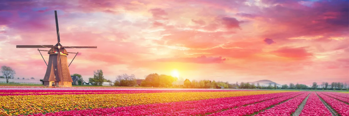 Malerische niederländische Landschaft mit weiten, blühenden Tulpenfeldern und einer traditionellen Windmühle im Abendlicht.