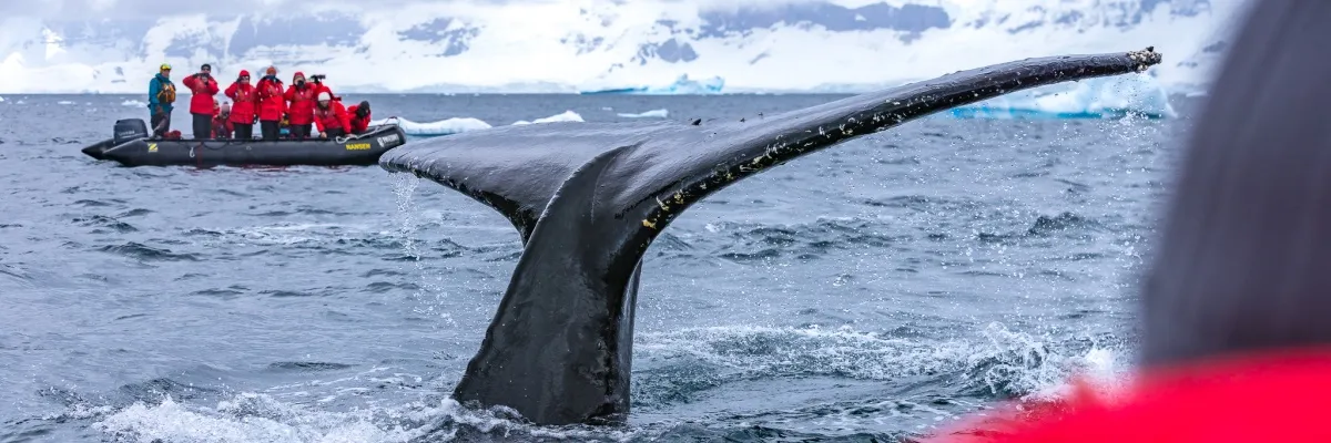 Eine Gruppe Kreuzfahrer steht auf einem Zodiac in der geschenkten Jacke von Poseidon Expeditions. Sie beobachten einen Wal, dessen Schwanzflosse in nächster Nähe aus dem Wasser ragt. Copyright: Piet van den Bemd.