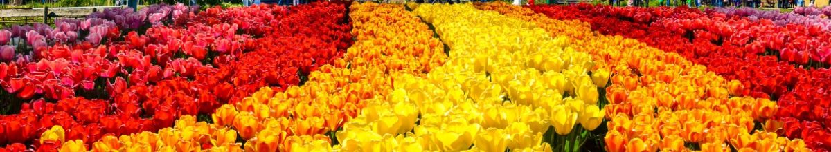 Die bunten Tulpen in den Niederlanden.