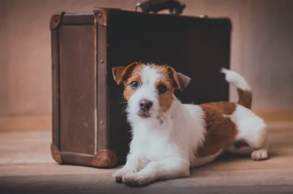 Ein brauner Koffer steht auf dem Boden und vorne liegt ein kleiner Hund.