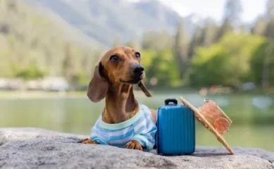 Ein Dackel mit Koffer und Sonnenhut im Wald.