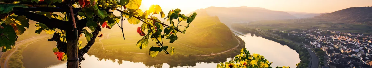 Atemberaubendes Panorama der Moselschleife und ihren Weinbergen bei Sonnenuntergang, gesehen während einer A-ROSA Flusskreuzfahrt.
