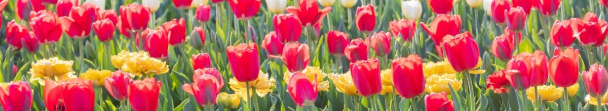 Rote, pinke und gelbe Tulpen blühen auf einem Feld. Sie stehen symbolisch für die Frühlingskreuzfahrten von VIVA Cruises.