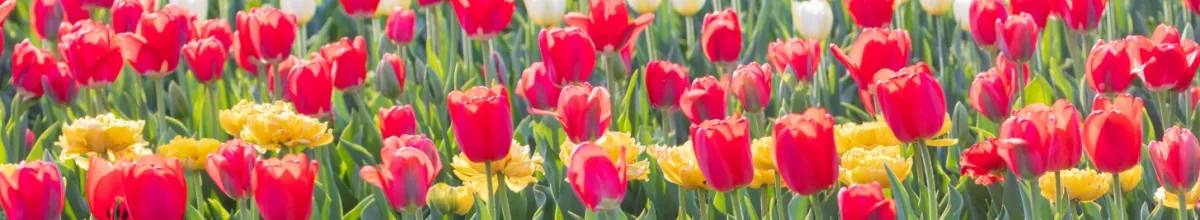 Frühlingskreuzfahrten mit VIVA Cruises Rote, pinke und gelbe Tulpen blühen auf einem Feld. Sie stehen symbolisch für die Frühlingskreuzfahrten von VIVA Cruises.