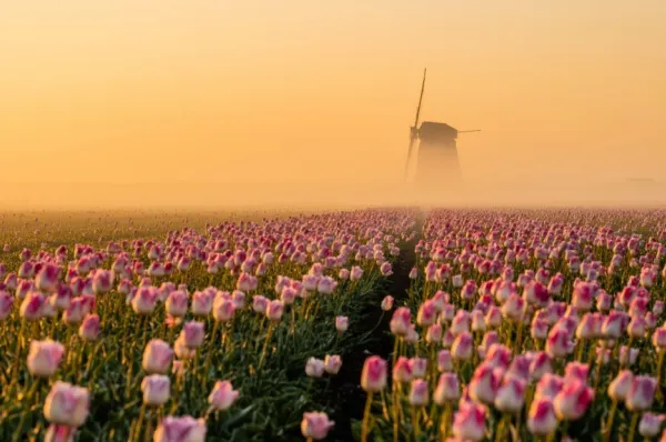 Rosane Tulpen im Nebel in den Niederlanden. Eine Mühle verschwindet hinter den Nebelschwaden.