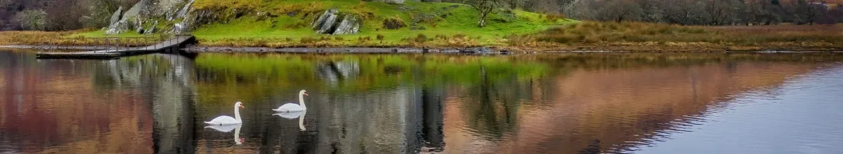 Swan Hellenic: Die Reederei Zwei Schwäne schwimmen in einem See in den Schottischen Highlands direkt vor einem Steg.