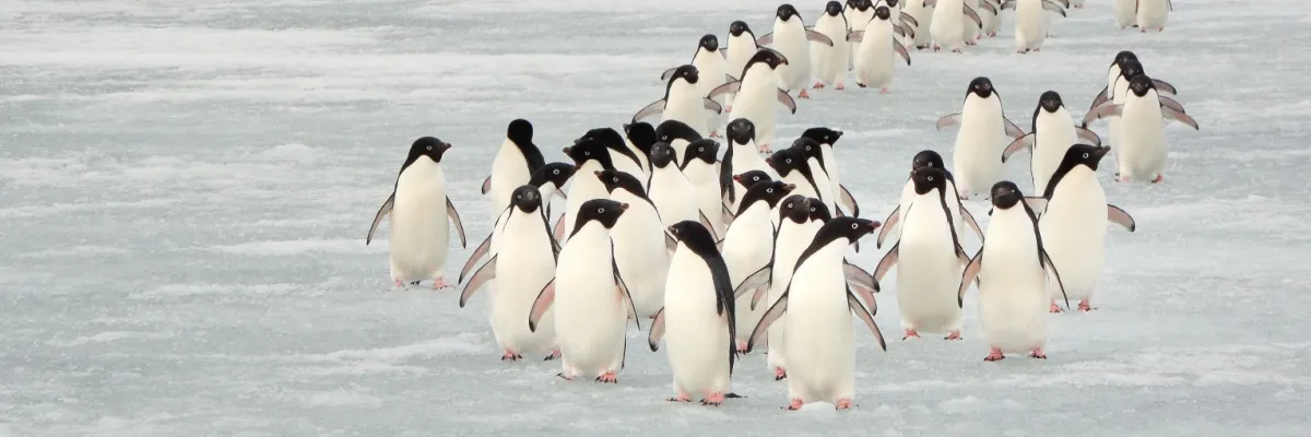 Die Reiseziele von Swan Hellenic Eine Gruppe von Pinguinen watet durch das ewige Eis in der Antarktis.