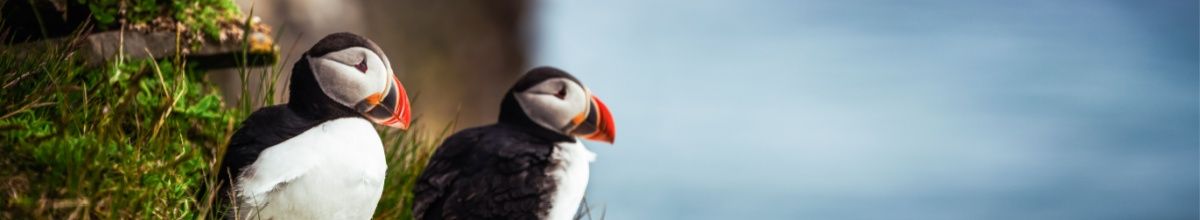 Zwei Papageitaucher sitzen auf einem Felsvorsprung bei Reykjavik in Island.