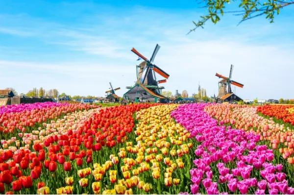 Die  Tulpenblüte in die Niederlande.