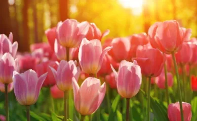 Rosane Tulpen im Sonnenaufgang in Nahaufnahme. Sie wachsen im Keukenhof in Lisse in den Niederlanden.