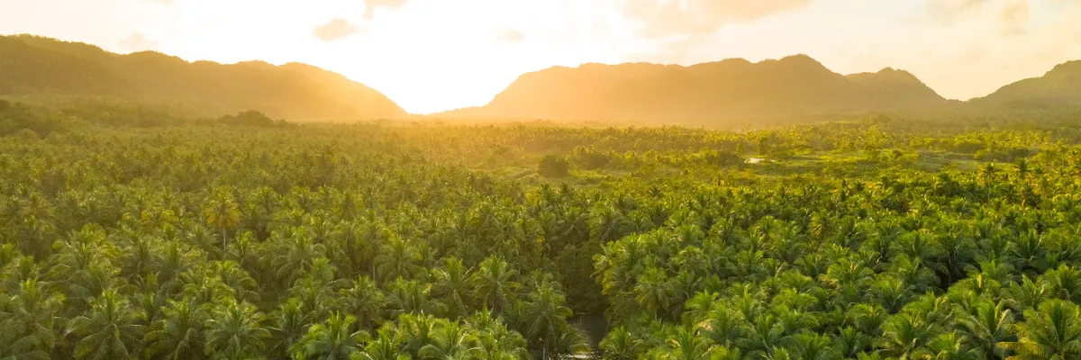 AIDAmar Amazonas 2027: Die faszinierende Flora Südamerikas entdecken Weitläufiger tropischer Regenwald am Amazonas im goldenen Abendlicht während der Reise von AIDAmar 2027.