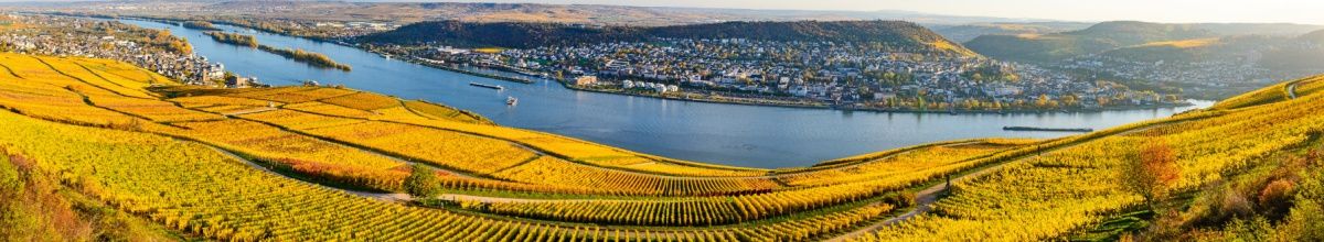 Blick auf den Rhein von grünen Weinbergen aus fotografiert.