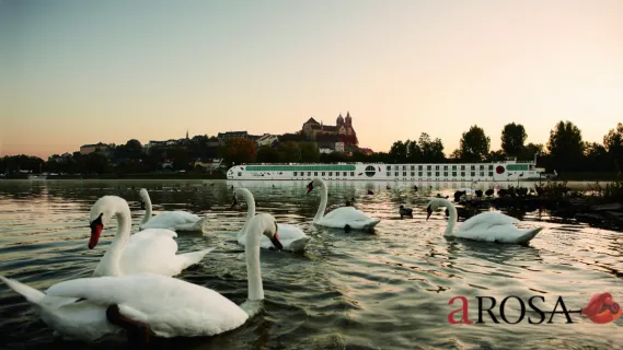 A-ROSA Flusskreuzfahrtschiff im warmen Abendlicht während einer Flusskreuzfahrt im goldenen Herbst mit weißen Schwänen im Vordergrund.