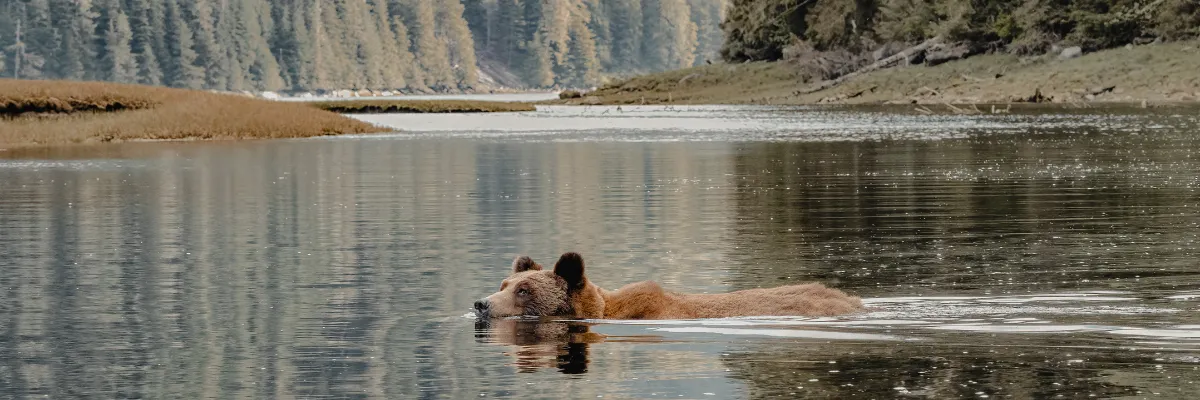 Explora Journeys: An Invitation to Celebrate – Alaska Ein brauner Bär schwimmt durch einen Fjord in Alaska. Nur ein Kopf ragt noch aus dem Wasser. Die Landschaft ist herbstlich.