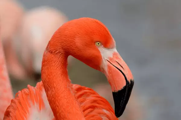 Die Kuba-Flamingos brüten zwischen Mai und August Nahaufnahme eines Roten Flamingos