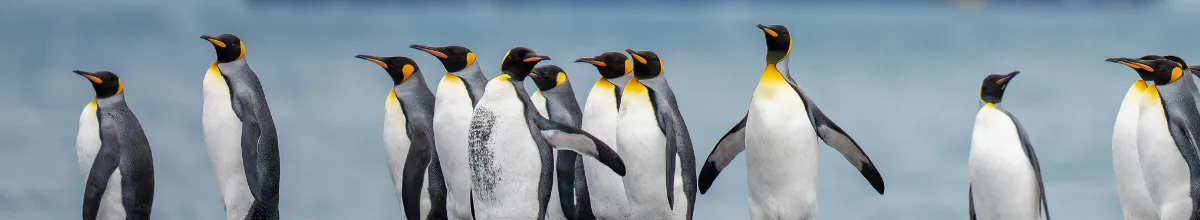 Eine Gruppe Königspinguine watschelt vergnügt auf einem Strand in Südgeorgien herum.
