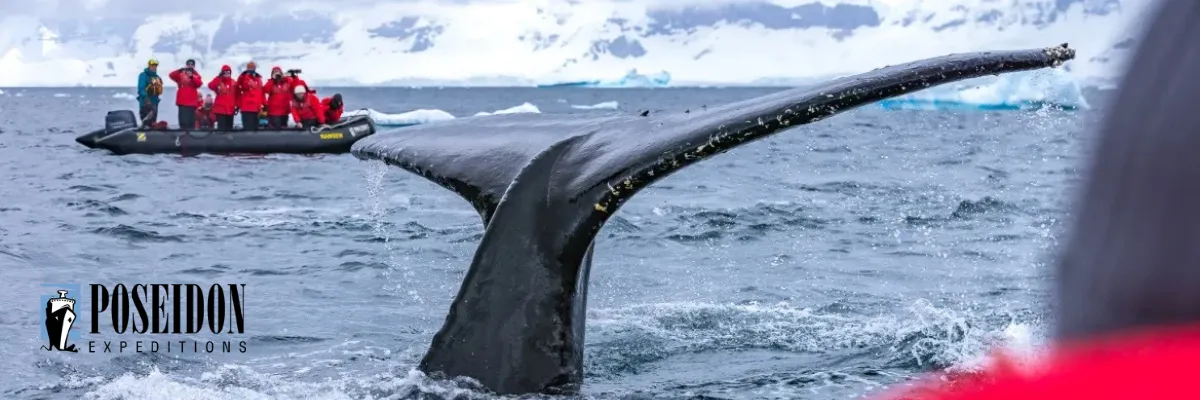 Expeditionskreuzfahrt mit Poseidon Expeditions Eine Gruppe Expeditionsreisender steht in den roten Parkas von Poseidon Expeditions auf einem Zodiac und schaut sich die hintere Flosse eines Wals an, der aus dem Wasser ragt.