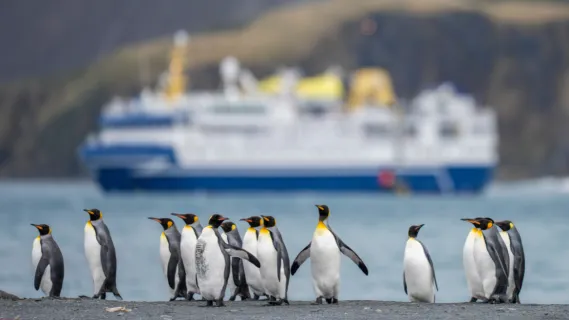 Expeditionskreuzfahrt buchen Eine Reihe Königspinguine stehen am Strand. Ein Expeditionskreuzfahrtschiff ankert im Wasser.