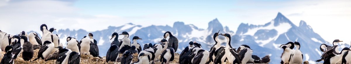 Blick auf Ushuaia in Argentinien: Pinguine und schneebedeckte Gebirge.