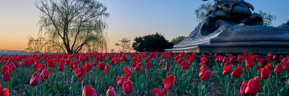 AMADEUS Tulpenkreuzfahrten 2027 – Frühlingserwachen in Holland und Flandern Blühendes rotes Tulpenfeld in Holland im Frühling während einer AMADEUS Tulpenkreuzfahrt 2027.