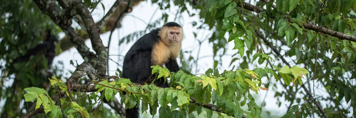 Kapuzineraffe auf einem Baum im Regenwald von Panama