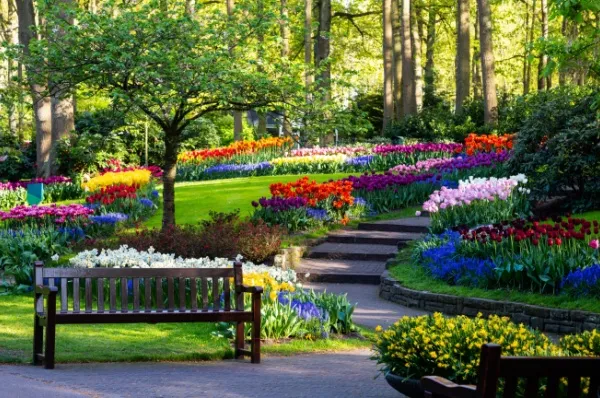 Eine Bank am Ende eines geschlungenen Weges zwischen Tulpenblüten im Keukenhof Lisse.