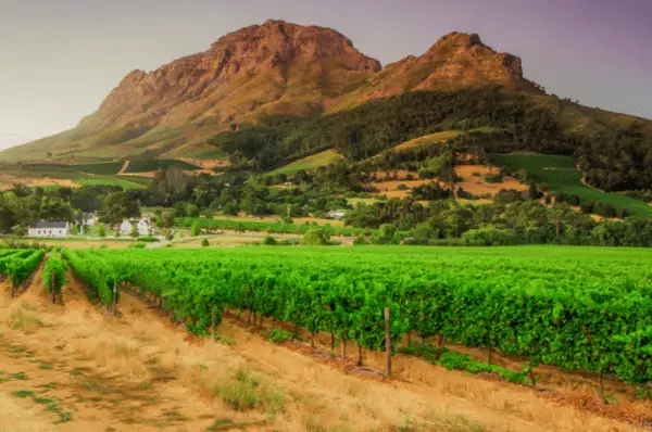 Blick auf Weinreben im Weinanbaugebiet Stellenbosch in der Nähe von Kapstadt. Im Hintergrund der Helderberg.