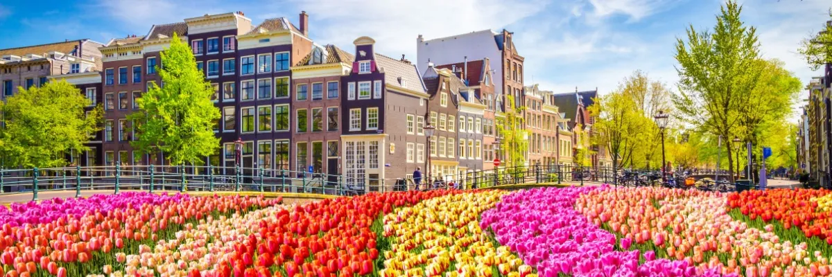 Tulpenkreuzfahrt Niederlande Ein Meer aus bunten Tulpen, angeordnet nach Farben vor einer typisch Niederländischen Häuserreihe in der Altstadt.