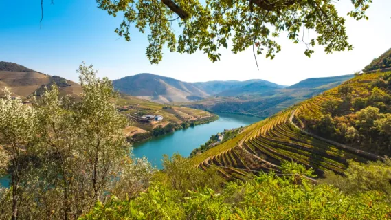 Der Douro fließt an einem sonnigen Tag sanft durch Weinberge und Flussufern hindurch. Das Bild wird durch Bäume und Weinreben eingerahmt.