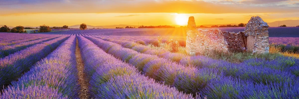 Die beste Reisezeit für eine Frankreich-Flusskreuzfahrt Lavendelfelder in der französischen Provence, die Sie bei einer Rhone-Kreuzfahrt besichtigen können.