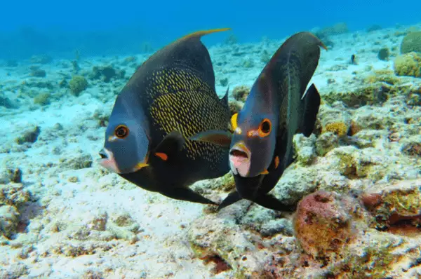 Franzosen-Kaiserfische in den Gewässern vor Dominica. Zwei dunkle Franzosen-Kaiserfische in der wunderschönen Unterwasserwelt vor der Karibikinsel Dominica.