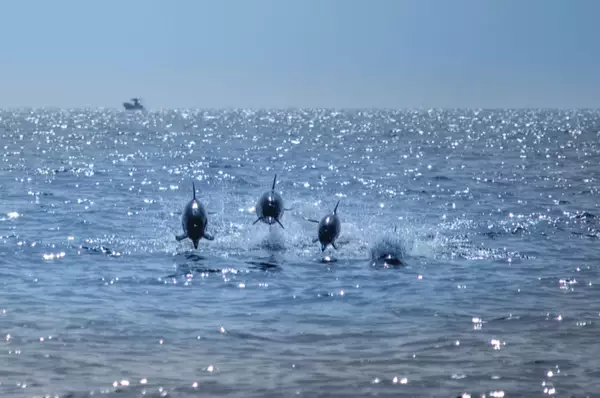 Eine Gruppe von vier Delfinen unternimmt Luftsprünge im Golf von Oman.