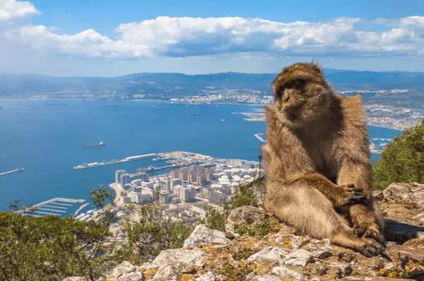 Apes Den im Naturschutzgebiet des Upper Rocks in Gibraltar Berberaffe am Apes Den im Naturschutzgebiet des Upper Rocks in Gibraltar mit dem dunkelblauem Meer und Häusern der Stadt im Hintergrund