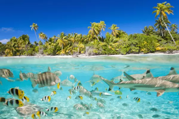 Blick auf die maritime Fauna der tropischen Insel Blick auf die maritime Fauna der tropischen Insel, mit bunten Fischen und einem Hai und Palmen und gelber Sandstrand im Hintergrund