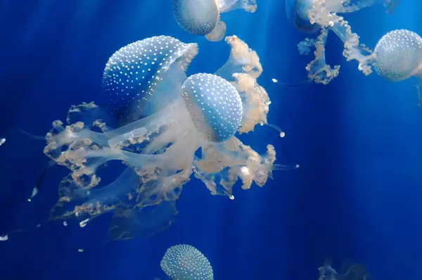 Das eindrucksvolle Aquarium in Genua Unzählige Quallen schweben schwerelos durch das Wasser