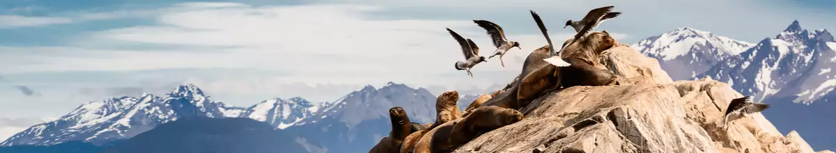 Zahlreiche braune Seelöwen und weiße Albatrosse auf einer kargen Insel im Beagle-Kanal bei Ushuaia, Argentinien