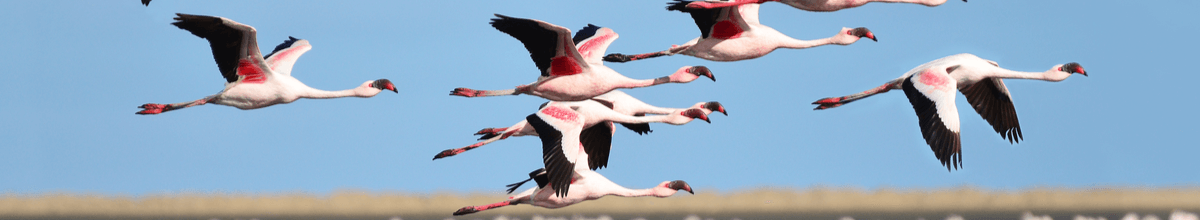 Dreizehn erwachsende Flamingos fotografiert im Flug in den Feuchtgebieten südlich von Walvis Bay Namibia